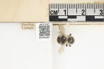 Media type: image;   Entomology 785680 Aspect: Labels